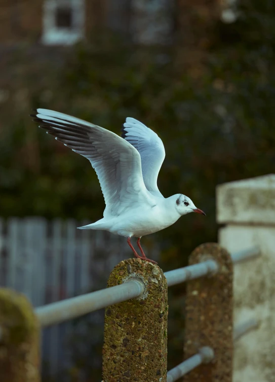 a close up of a bird on a fence, spread wings, shot with premium dslr camera, white, northern france