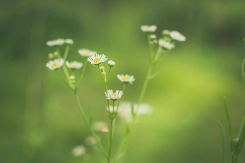 a group of white flowers sitting on top of a lush green field, a macro photograph, by Jacob Toorenvliet, unsplash, minimalism, tall thin, ari aster, bokeh + dof + 8k, yellow and green