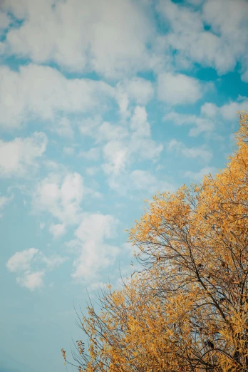 a man riding a snowboard on top of a snow covered slope, a picture, inspired by Elsa Bleda, unsplash, aestheticism, maple trees with fall foliage, “puffy cloudscape, yellow and blue, ceremonial clouds
