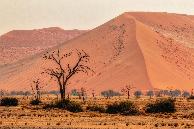 a lone tree standing in the middle of a desert, by Peter Churcher, pexels contest winner, visual art, red peaks in the background, curved trees, acacia trees, copper veins