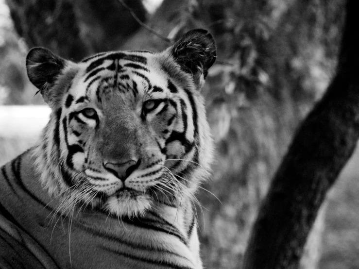 a black and white photo of a tiger, a black and white photo, unsplash, posing for camera, front facing the camera, journalism photo, tigerman