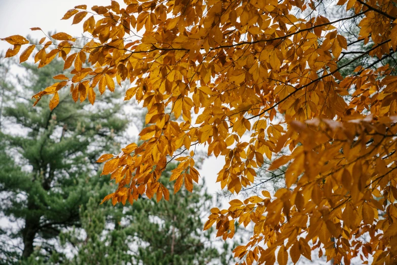 a couple of trees that are next to each other, a photo, unsplash, visual art, gilt-leaf winnower, brown, thumbnail, leaves on branches