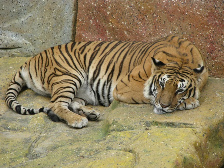 a tiger that is laying down on a rock, posing for a picture