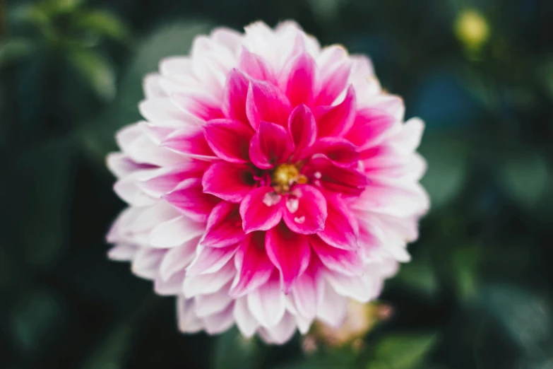 a close up of a pink and white flower, pexels contest winner, the platonic ideal of flowers, vibrantly lush, colour corrected, a high angle shot