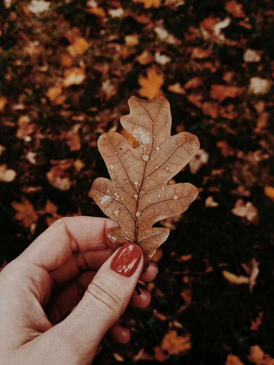a person holding a leaf in their hand, inspired by Elsa Bleda, trending on pexels, brown, 🎀 🧟 🍓 🧚, instagram story, oak tree