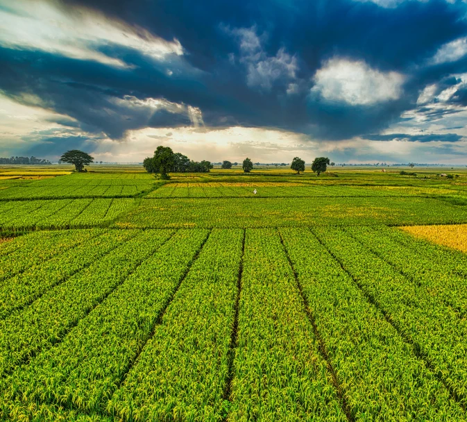 a field of crops under a cloudy sky, by Julian Allen, pixabay contest winner, land art, birdseye view, wide angle shots, vibrant green, fine art print