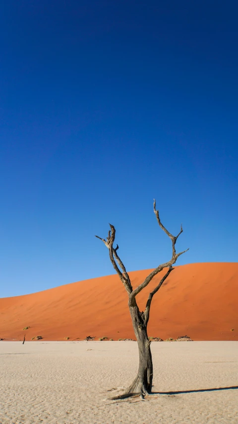 a lone tree in the middle of a desert, by Peter Churcher, unsplash contest winner, hurufiyya, cloudless blue sky, overhanging branches, today\'s featured photograph 4k, sunburn