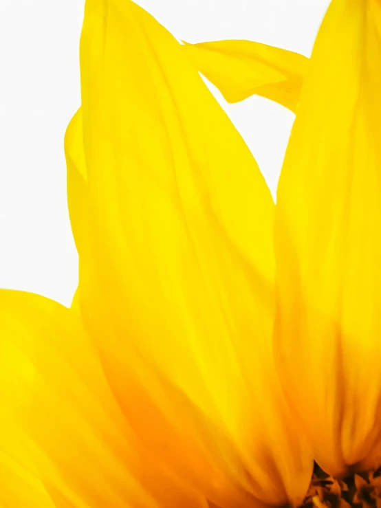 a close up of a sunflower with a white background, inspired by Bert Stern, unsplash, daffodils, profile image, glossy surface, full frame image