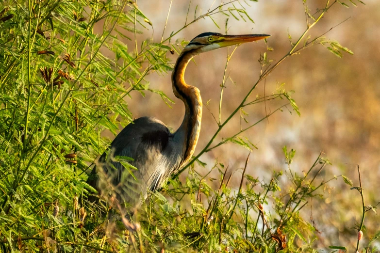 a bird that is standing in the grass, bangladesh, avatar image, heron, golden hour intricate