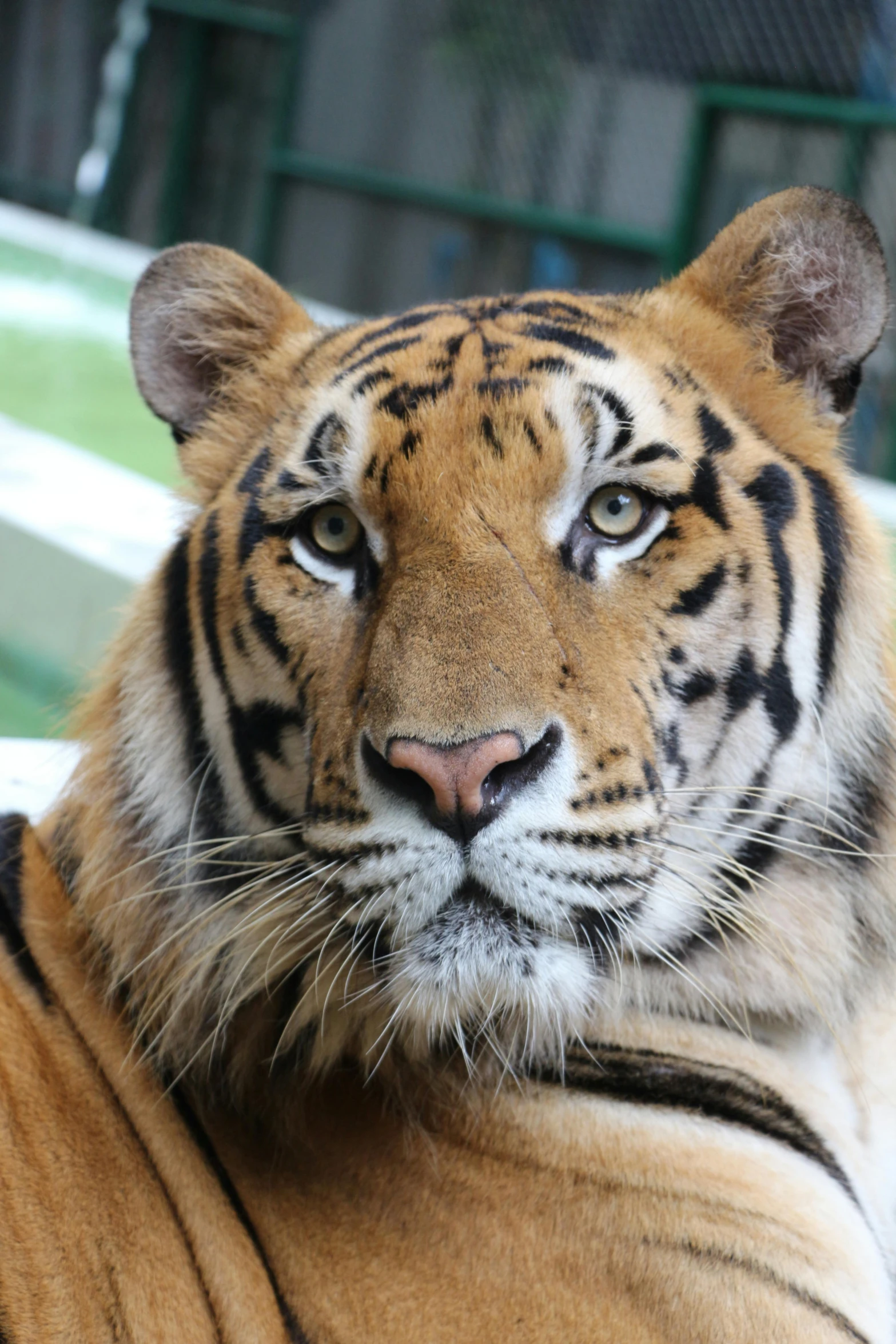 a close up of a tiger laying on a blanket, is looking at the camera, over-the-shoulder shot, strong jawline, taken in the late 2010s