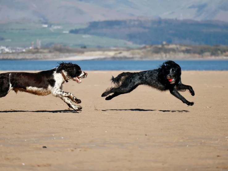 a couple of dogs running across a sandy beach, pexels contest winner, arabesque, thumbnail, scottish, as well as scratches, sports photo