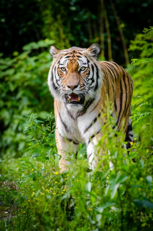 a tiger walking through a lush green forest, standing in tall grass, facing the camera, ((tiger)), malaysian