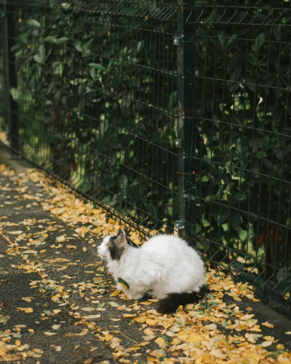 a cat laying on the ground next to a fence, unsplash, visual art, covered in leaves, white and yellow scheme, walking, gif