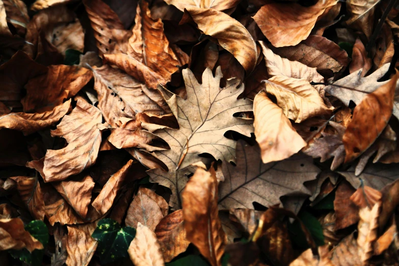a bunch of leaves laying on the ground, pexels, brown colours, thumbnail, hyperdetailed, 3 4 5 3 1
