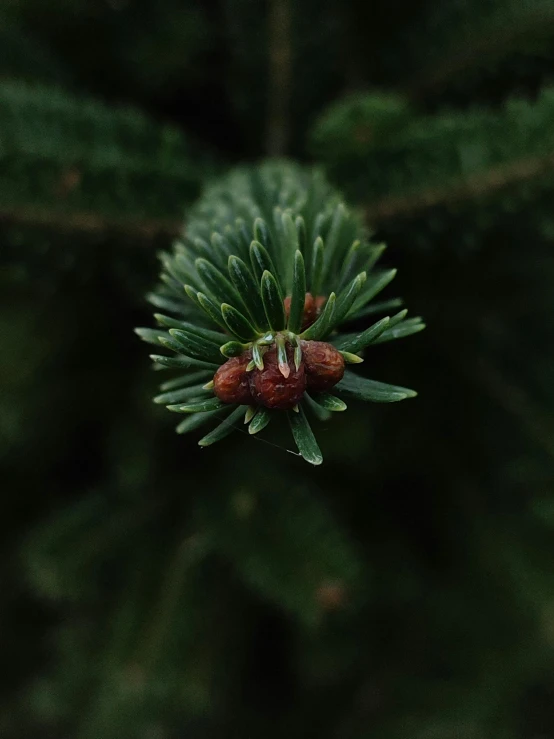 a close up of a pine tree branch, by Jacob de Heusch, trending on unsplash, rose of jericho, low quality photo, ilustration, iphone photo