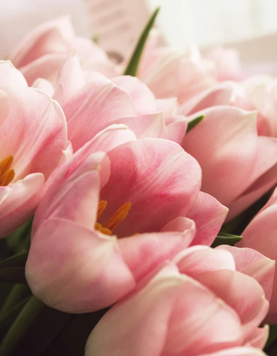 a close up of a bunch of pink flowers, tulips, displayed, blushing, in pastel shades