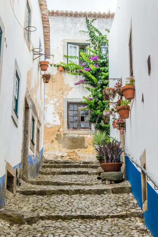 a narrow cobblestone street lined with potted plants, inspired by Almada Negreiros, stone steps, flowering vines, white wall complex, today's featured photograph