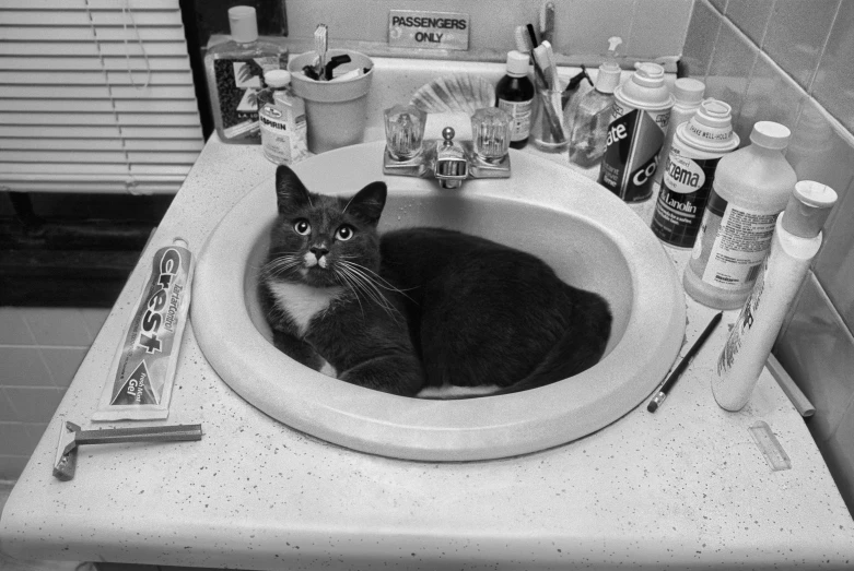 a black and white photo of a cat in a sink, by Bernie D’Andrea, with a round face, really realistic, with everything in its place, manicured