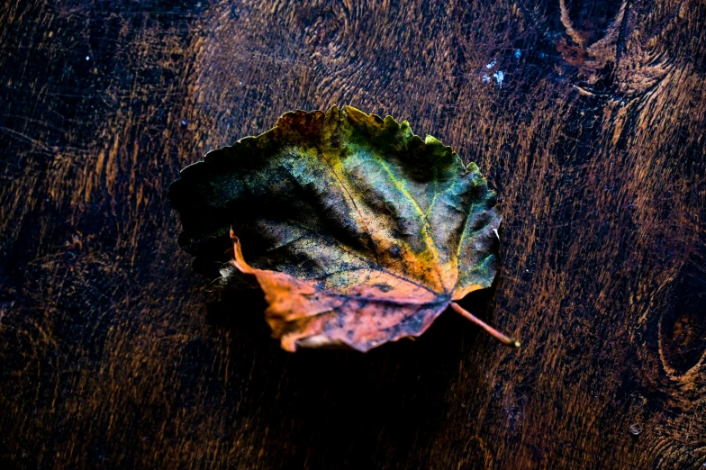 a leaf sitting on top of a wooden table, a macro photograph, inspired by Elsa Bleda, unsplash, art photography, multicolored, battered, 15081959 21121991 01012000 4k, medium format color photography