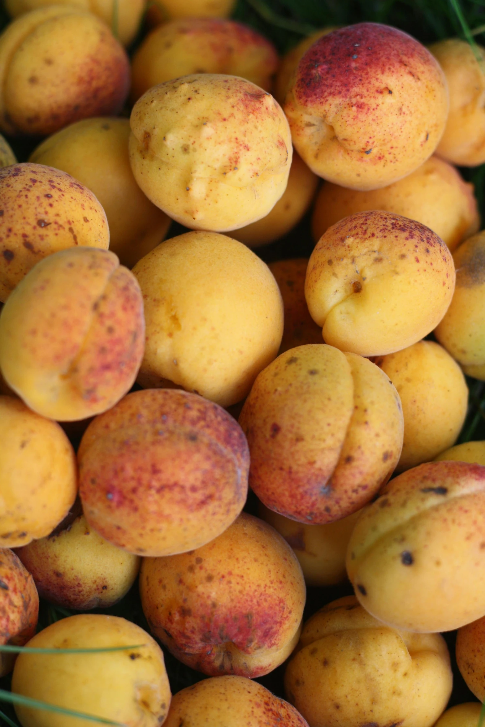 a pile of peaches sitting on top of each other, yellow, puffballs, subtle detailing, chilean