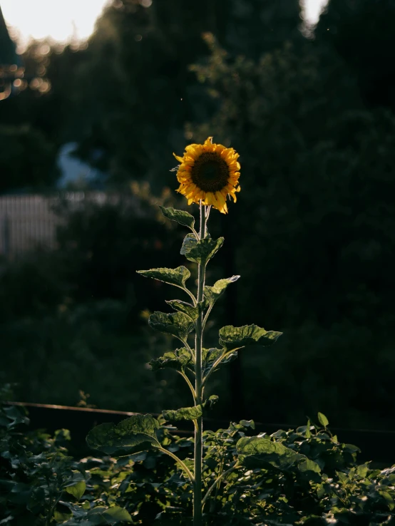 a sunflower sitting on top of a lush green field, inspired by Elsa Bleda, unsplash contest winner, in a dark, garden, trending on vsco, tall flowers