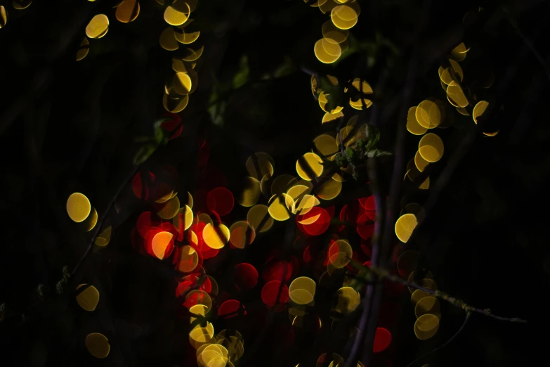 a tree filled with lots of yellow and red lights, inspired by Elsa Bleda, unsplash, art photography, hasselblad film bokeh, moonlit lighting, light circles, dramatic lighting - n 9