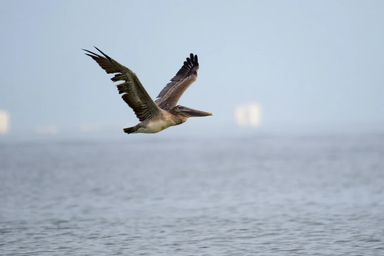 a bird flying over a body of water, by Carey Morris, pexels contest winner, hurufiyya, raptor, coastal, grey, slide show