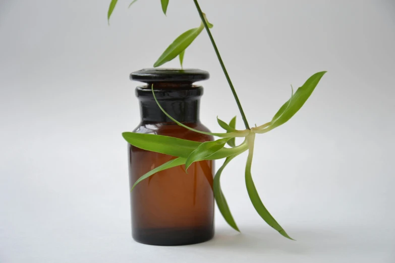 a close up of a bottle with a plant in it, a picture, unsplash, antipodeans, botanical herbarium, bamboo, brown, 1 9 5 0 s