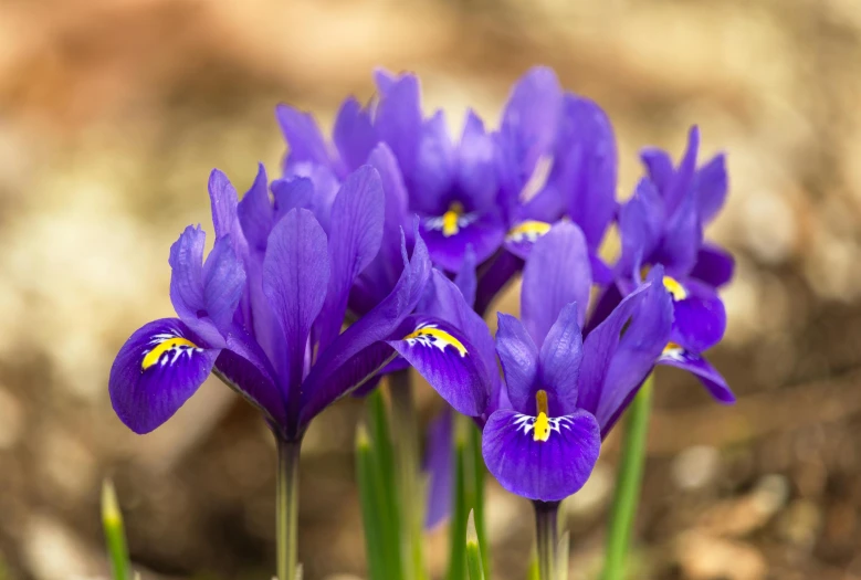 a group of purple flowers sitting next to each other, blue iris, winter vibrancy, multicoloured, award - winning