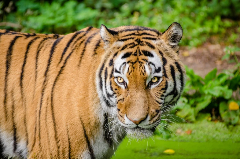 a tiger walking across a lush green field, pexels contest winner, good looking face, striped, avatar image, aged 2 5