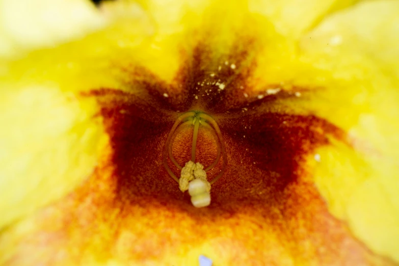 a close up view of a yellow flower, a macro photograph, by Doug Ohlson, inside a cavernous stomach, pareidolia, shot on sony a 7, red yellow