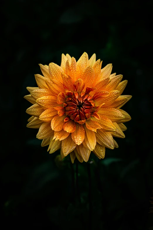 a close up of a yellow flower on a black background, by Sven Erixson, unsplash, dahlias, orange blooming flowers garden, highly detailed image, lit in a dawn light