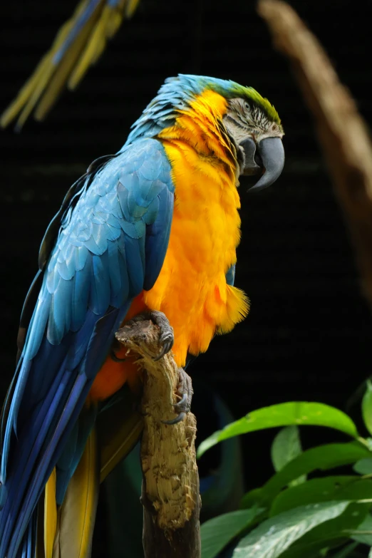 a colorful parrot sitting on top of a tree branch, in the zoo exhibit, blue and gold, amazon jungle, orange and blue