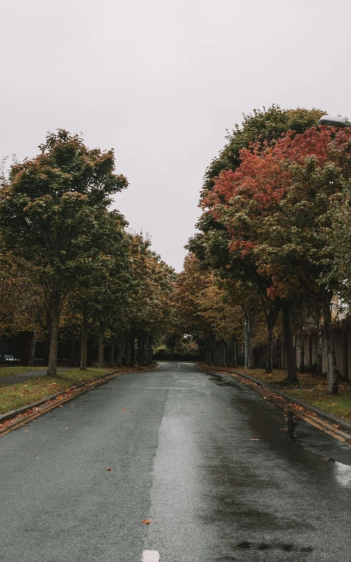 a street lined with trees on both sides of it, an album cover, unsplash contest winner, slight overcast weather, autumnal colours, wet climate, suburbs