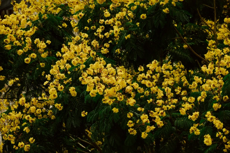 a fire hydrant in the middle of a field of yellow flowers, a picture, unsplash, baroque, tropical flower plants, gif, bloom effect 8 k, shrubs