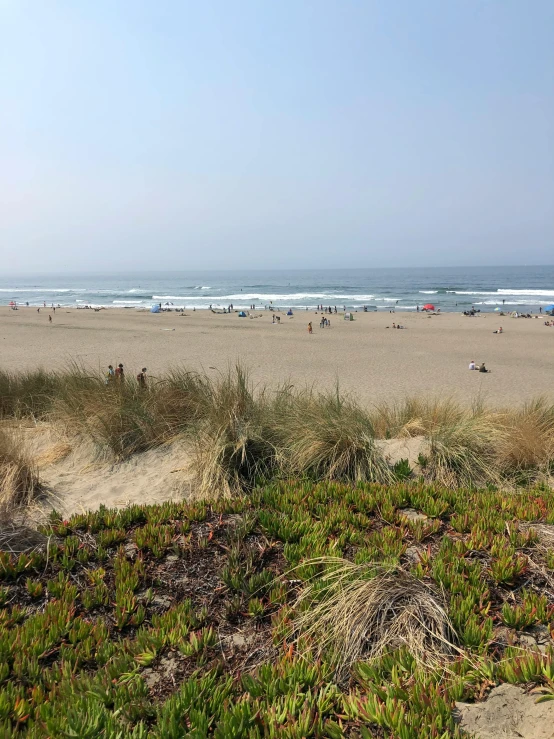 a group of people standing on top of a sandy beach, bushes in the foreground, napa, pristine and clean, bustling