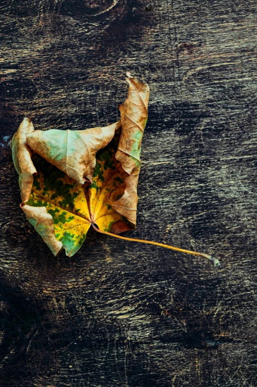 a close up of a leaf on a wooden surface, a picture, inspired by Elsa Bleda, trending on pexels, square, turning yellow, broken, folded