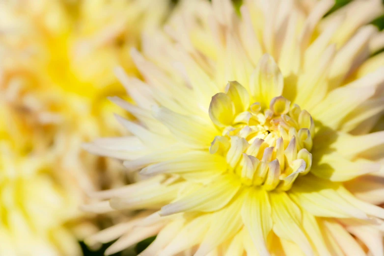 a close up of a bunch of yellow flowers, by Gwen Barnard, unsplash, giant dahlia flower crown head, square, albino dwarf, shot with sony alpha