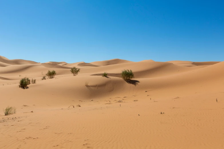 a group of trees sitting in the middle of a desert, sand dunes, sand banks, lawrence of arabia, fan favorite