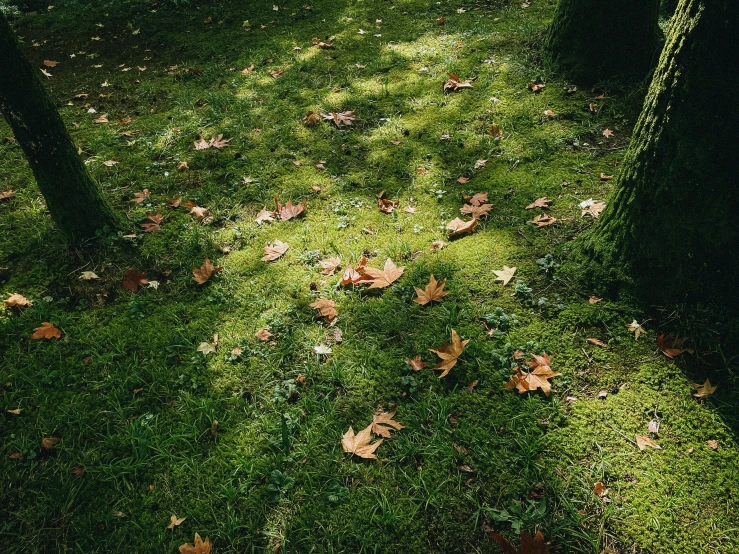 a group of trees sitting on top of a lush green field, an album cover, unsplash, fall leaves on the floor, dappled light, very little moss, mamiya 7 4 3