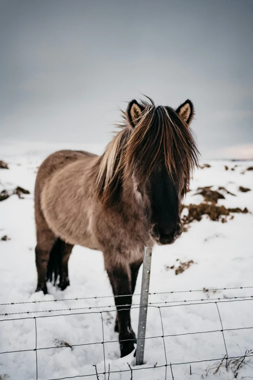 a brown horse standing on top of a snow covered field, wild hair, unsplash photography, multiple stories, nordic