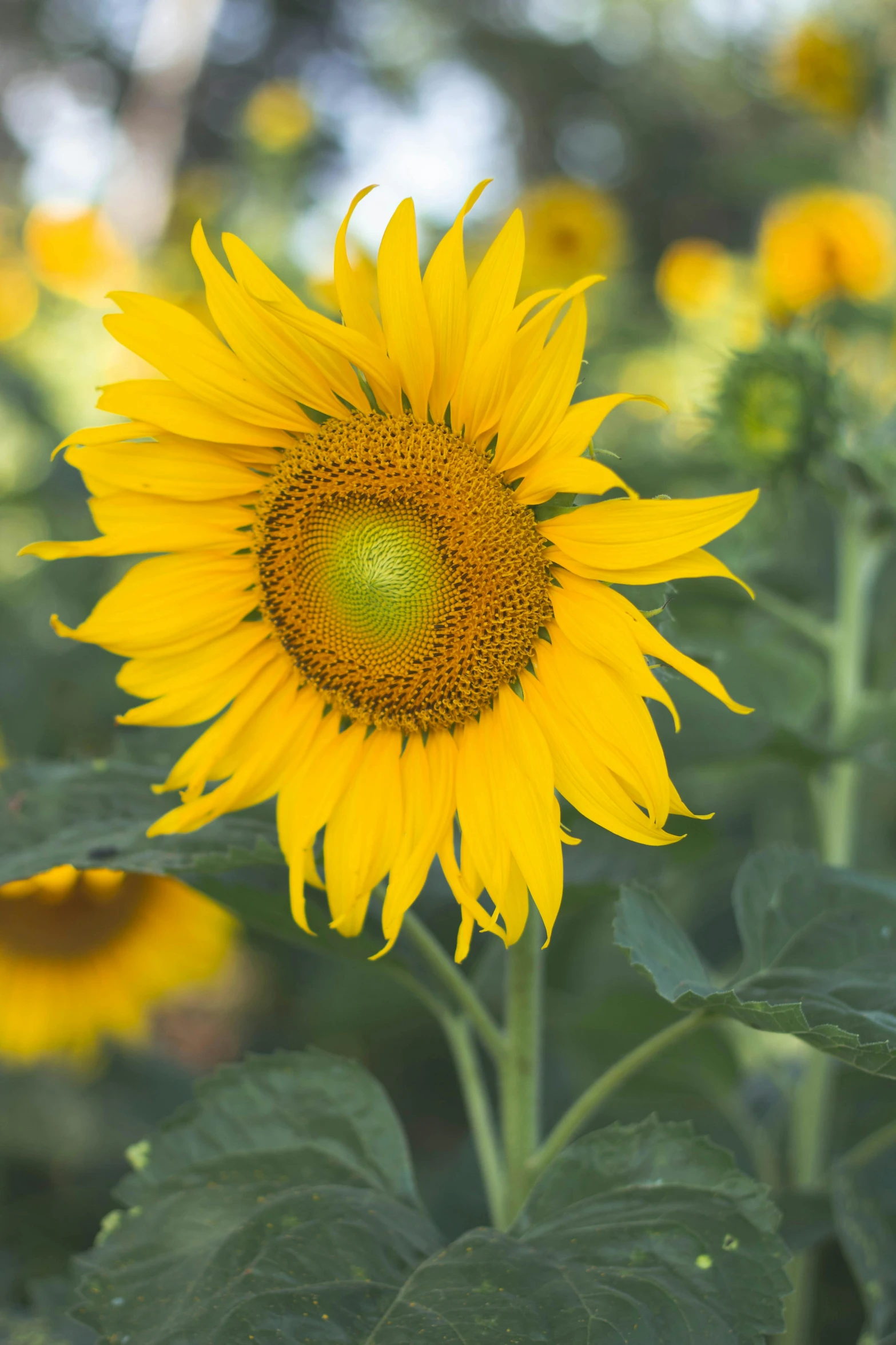 a field of sunflowers on a sunny day, on display, large flower head, subtle detailing, yellow aureole