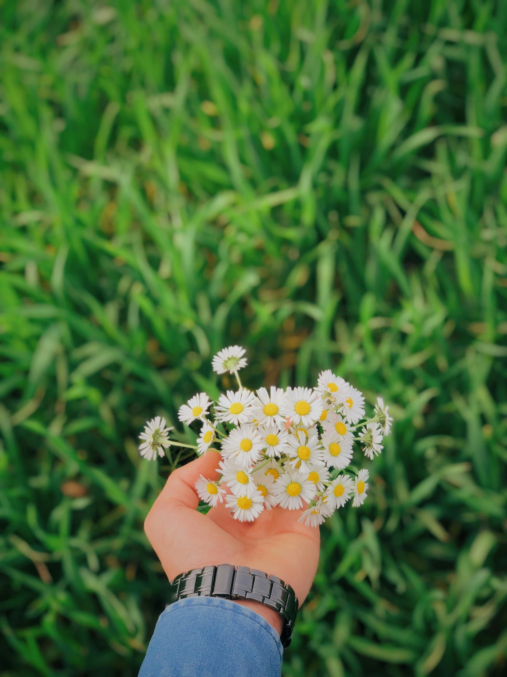 a person holding a bunch of daisies in their hand, by Niko Henrichon, trending on unsplash, 🐿🍸🍋, green spaces, 🍸🍋