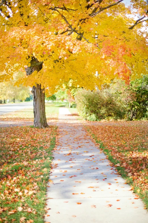 a tree that is next to a sidewalk, fall guys, better homes and gardens, minneapolis, yellow carpeted