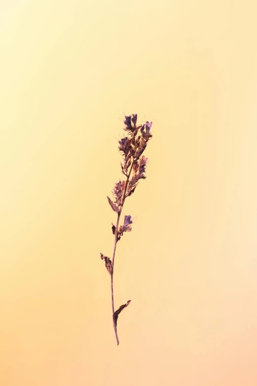 a single flower in front of an orange sky, by Attila Meszlenyi, lavender plants, on clear background, muted brown, made of wildflowers