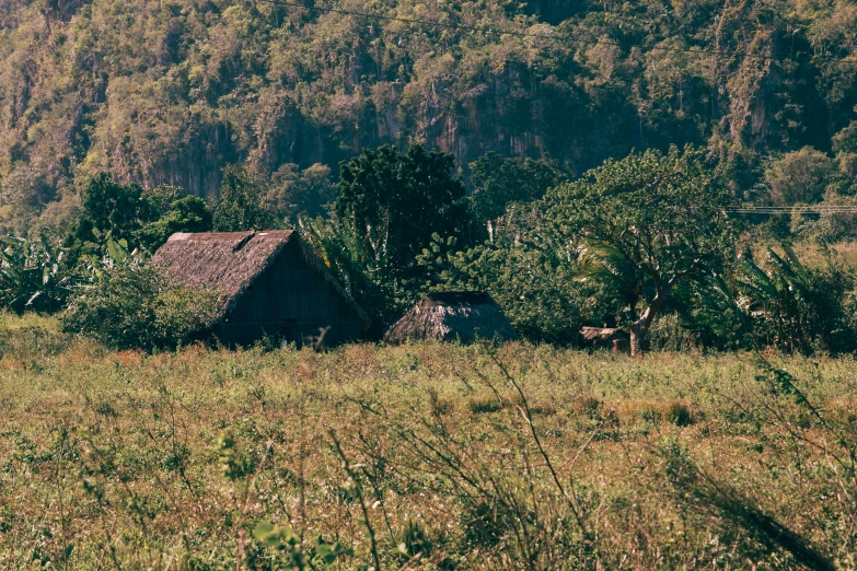 a herd of cattle grazing on top of a lush green field, by Elsa Bleda, tribe huts in the jungle, profile image, old cabin, cuban setting