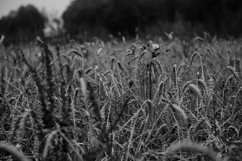 a black and white photo of a field of tall grass, a black and white photo, by Adam Marczyński, pexels, figuration libre, low quality footage, harvest, thorns everywhere, withered
