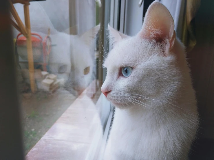 a white cat sitting in front of a window