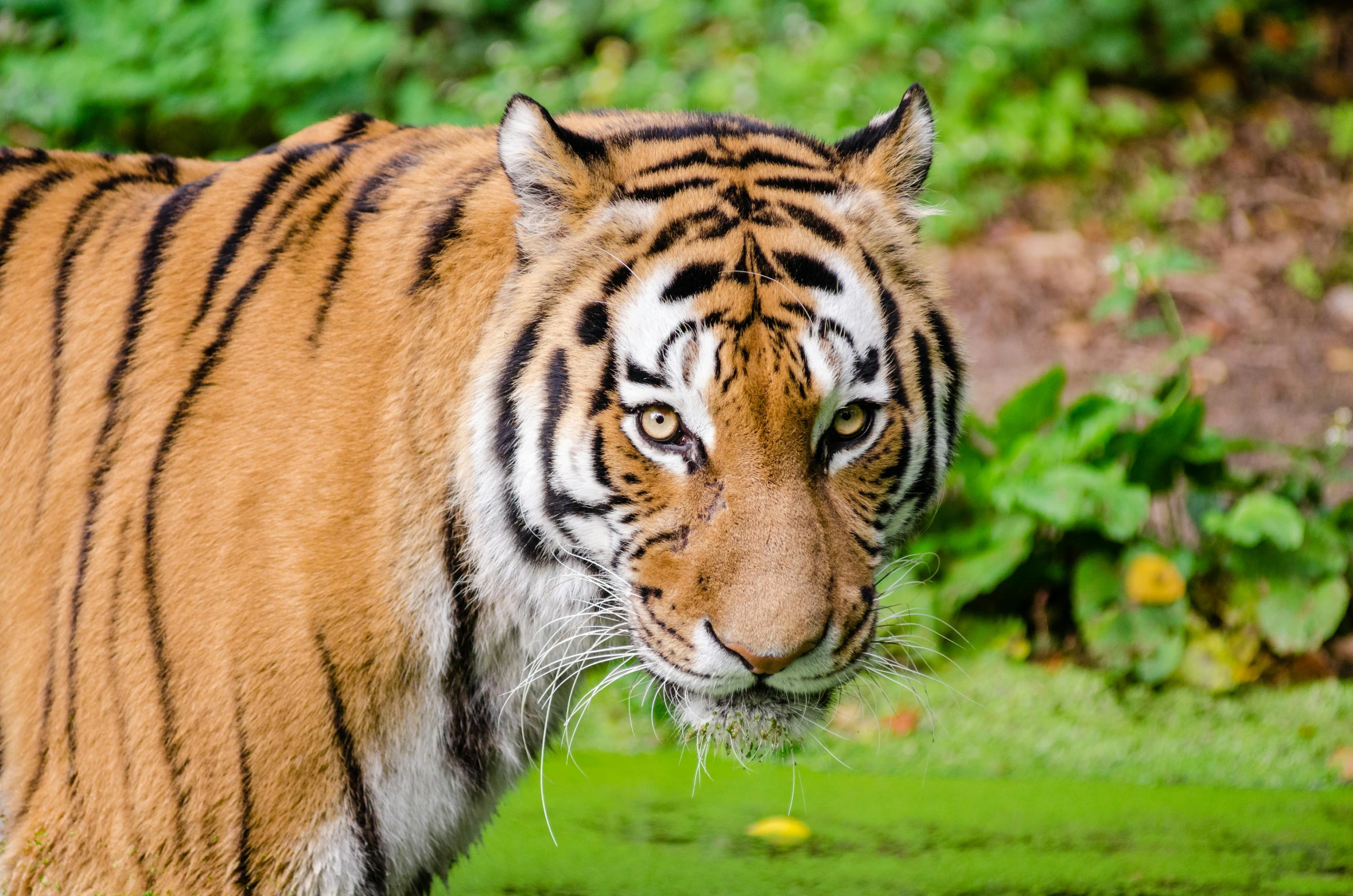 a tiger walking across a lush green field, pexels contest winner, watery eyes, looks at the camera, avatar image, drinking