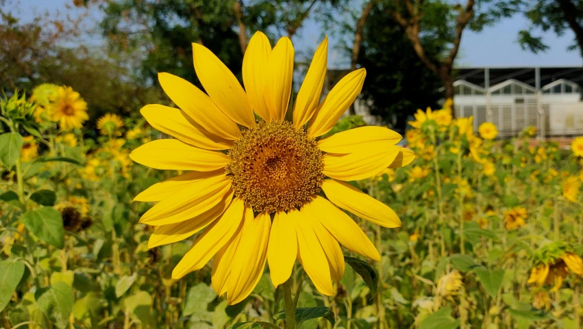 a close up of a sunflower in a field, by Carey Morris, pexels, ground - level view, full daylight, instagram post, yellow